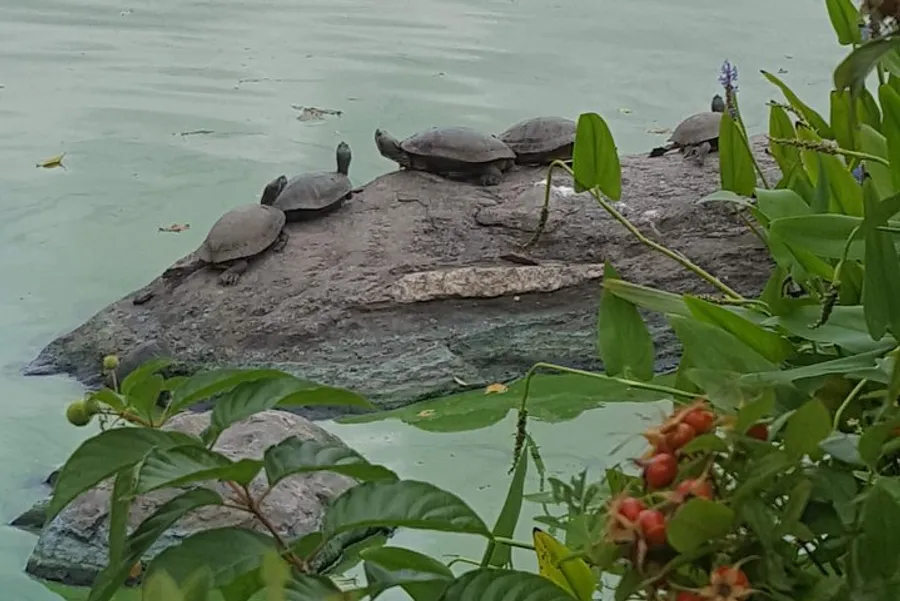 Several turtles are basking on a rock in the middle of a greenish water body, framed by lush vegetation.
