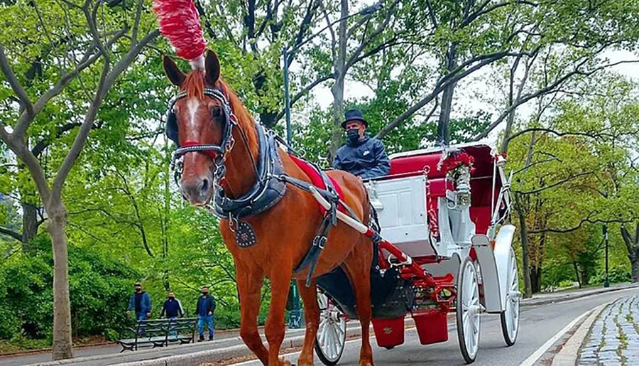 A horse with a red feathered headpiece pulls a traditional white and red carriage driven by a person in a black outfit, in what appears to be a park setting with green trees and a walking path.