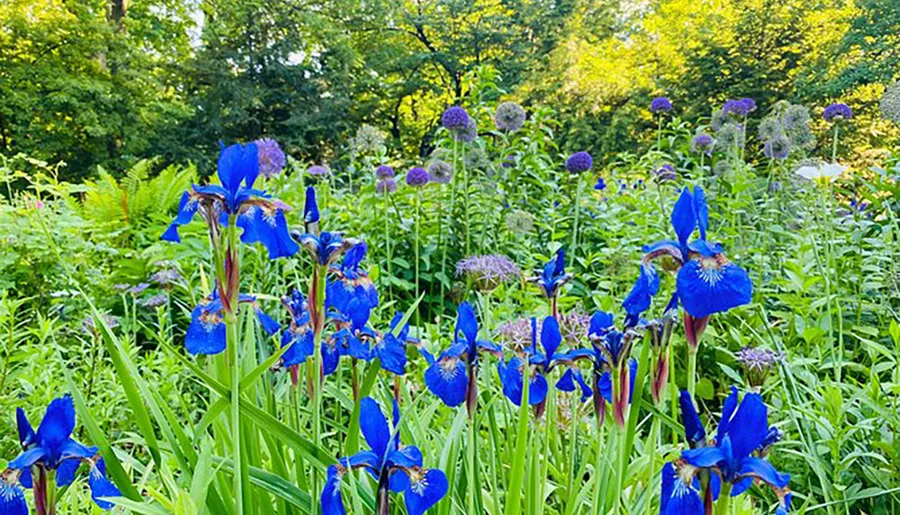 The image features a vibrant bed of blue irises interspersed with spherical clusters of purple flowers, set against a backdrop of lush green foliage.