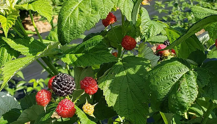 The image shows a cluster of ripening raspberries on the vine, displaying a gradient of colors from green to deep purple, indicating various stages of maturity.