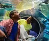 Two people are observing penguins swimming in a clear underwater tunnel at an aquarium