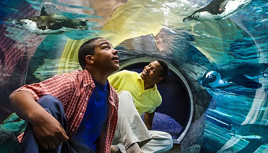 Two people are observing penguins swimming in a clear underwater tunnel at an aquarium.