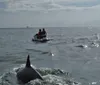 Two people are riding a jet ski while dolphins are visible in the foreground of the ocean water