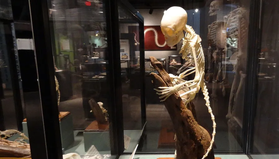 The image shows a skeletal display of a primate atop a tree branch, exhibited in a museum case with additional skeletal specimens visible in the background.