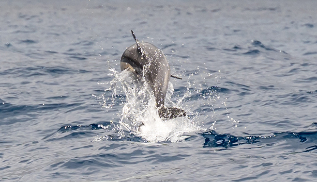 90 Minute Hilton Head Dolphin Tour