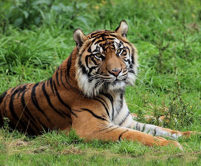 San Antonio Zoo Hours, Tickets & More