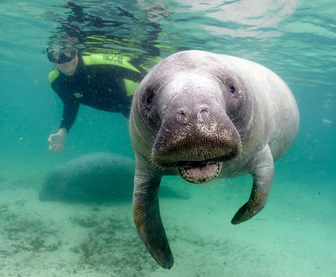 Snorkel Swim with Manatees Tour 