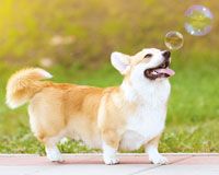 Bubbletastic Dog Bubbles - Scented Bubbles for Dogs