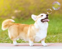 Bubbletastic Dog Bubbles - Scented Bubbles for Dogs