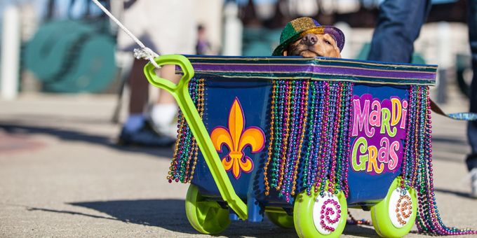 vibrant Mardi Gras 2025 Houma celebration