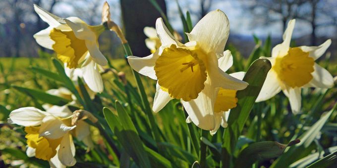 15 Gorgeous West Coast Flower Festivals You Need to See