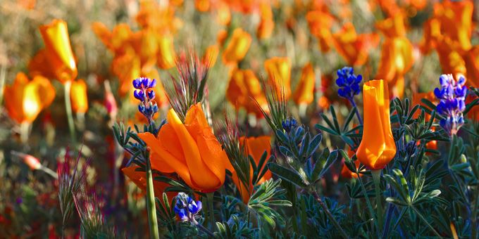 Portland flower show essay contest