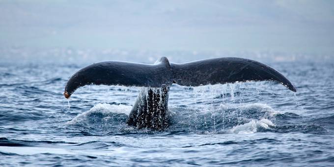 Whale in Pacific Ocean