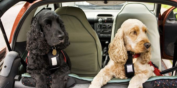 dog stroller for cocker spaniel