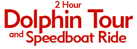 2 Hour Dolphin Tour and Speedboat Ride Schedule