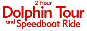 2 Hour Dolphin Tour and Speedboat Ride