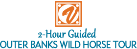 2-Hour Guided Outer Banks Wild Horse Tour 2022 Schedule