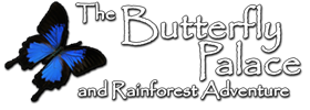 Reviews of Butterfly Palace and Rainforest Adventure