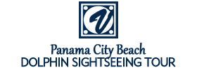 Dolphin Sightseeing Tour from Panama City Beach