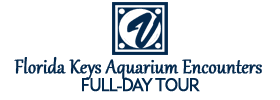 Full-Day Tour to Florida Keys Aquarium Encounters from Key West