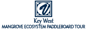 Key West Mangrove Ecosystem Paddleboard Tour