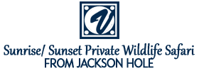 Private Wildlife Safari From Jackson Hole