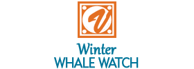 Winter Whale Watch