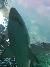Big Shark at Ripley's Aquarium