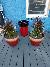 Plants near Race 2 Escape Myrtle Beach Escape Room