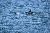 See Dolphins with the Myrtle Beach Dolphin Sightseeing Cruises