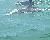 Two Dolphins on the Myrtle Beach Dolphin Sightseeing Cruises