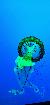 Beautiful Jellyfish at Ripleys Aquarium of the Smokies