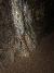 Vein at Big Thunder Gold Mine