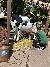 Milk the Cow at Silver Dollar City