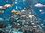Tons of Fish at Ripleys Aquarium of the Smokies