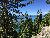 Forest overlooking the Lake on the M.S. Dixie II Sightseeing and Sunset Dinner Cruises
