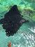 Touching a Sting Ray at SeaWorld San Antonio