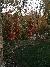 Surroundings at Black Fox Lodge Pigeon Forge Tapestry Collection by Hilton
