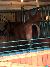 Horse at Dolly Parton's Stampede Dinner Show Pigeon Forge