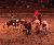 Wrangling Longhorns at Dolly Parton's Stampede Dinner Show Pigeon Forge