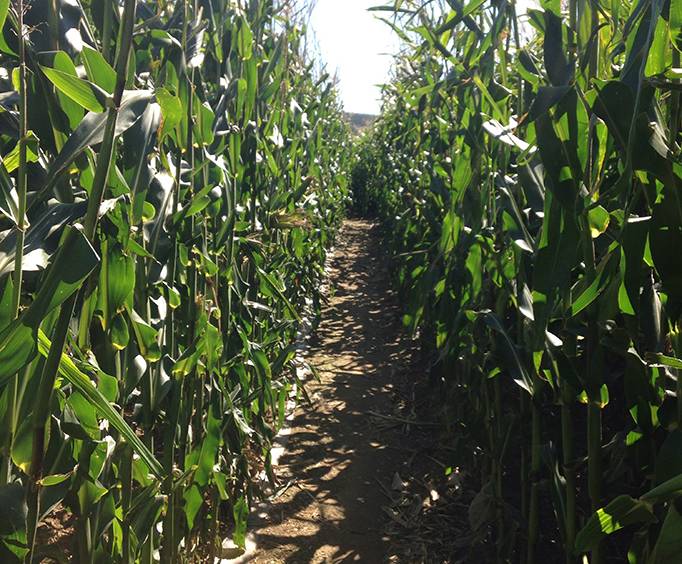 treinen farm corn maze near madison wi