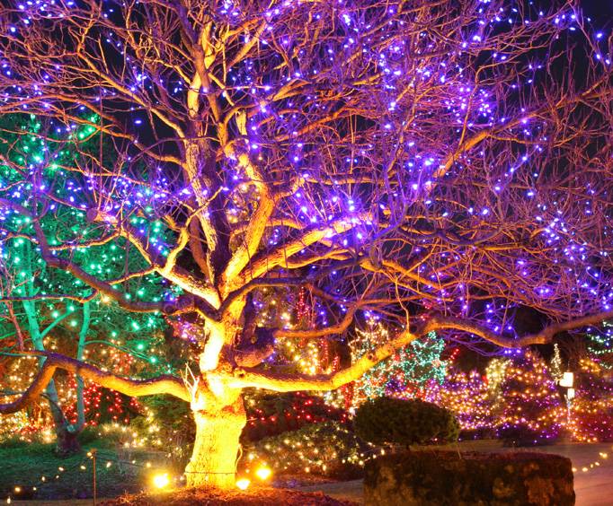 Enchanted Garden Landscape Lighting