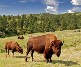 Custer State Park