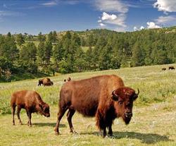 Buffalo roaming the prairie