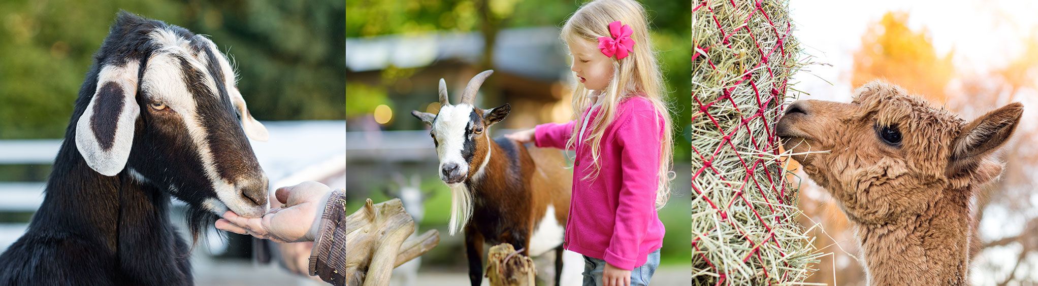 Green Meadows Petting Zoo