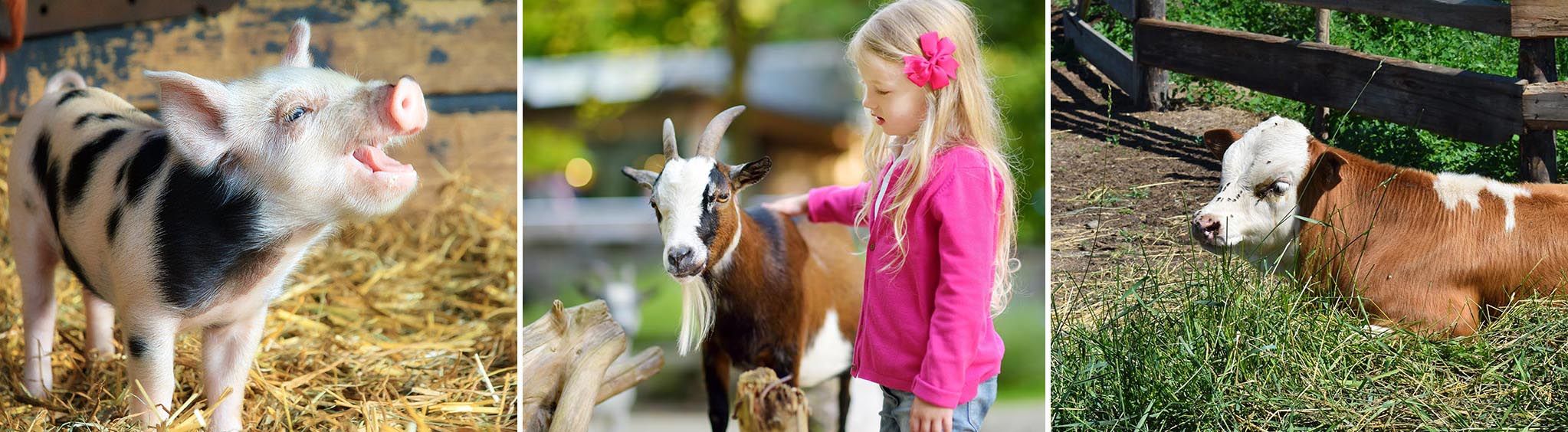 Green Meadows Petting Zoo