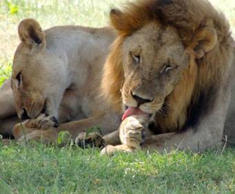Jungleland in Kissimmee, FL, lion