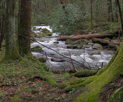 Great Smoky Mountains river
