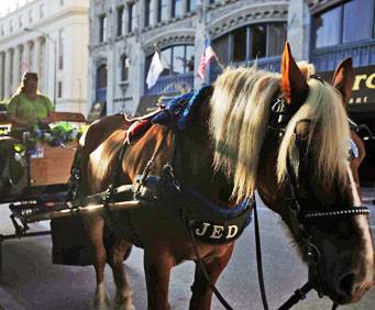 Yellow Rose Carriage