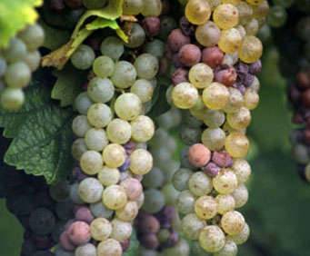 Torre di Pietra Winery